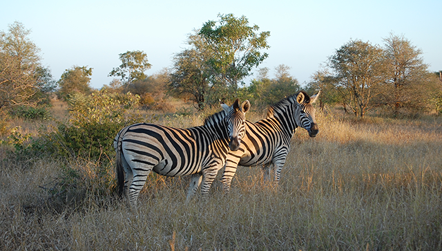 Kruger Safari Africa 1